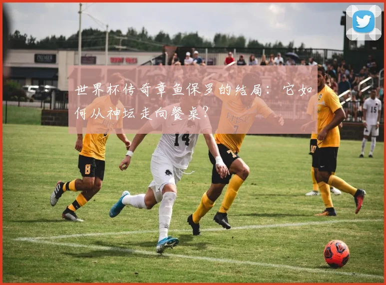 世界杯传奇章鱼保罗的结局：它如何从神坛走向餐桌？